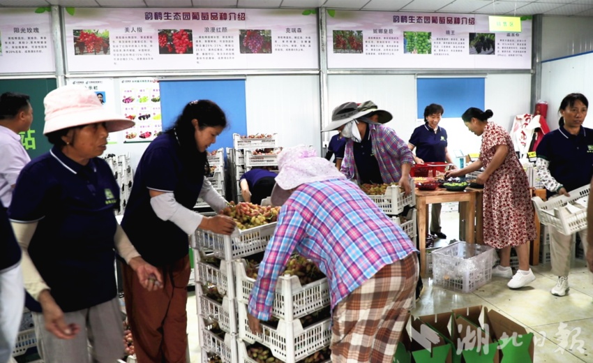 白菜网送彩金38元